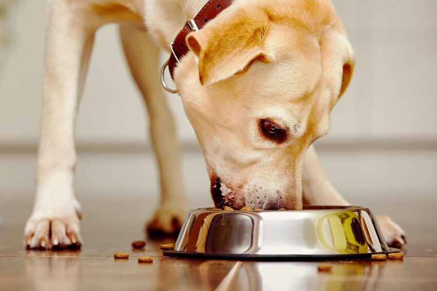 how-you-handle-pet-food-could-be-making-your-dog—and
you—sick