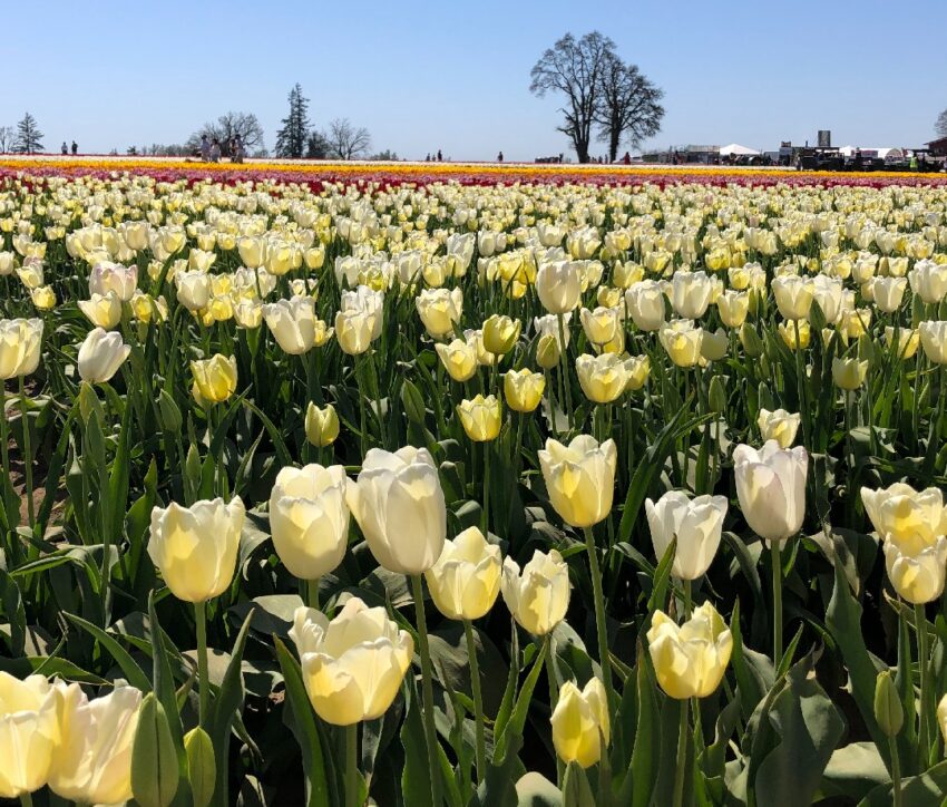 best-super-bloom-events-and-flower-festivals-across-the
country