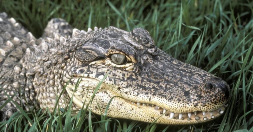 ‘emotional-support-alligator’-turned-away-from-baseball
game