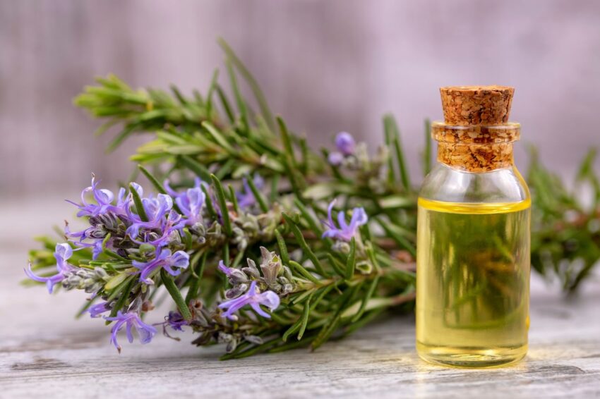 rosemary-essential-oil:-discover-its-health-benefits