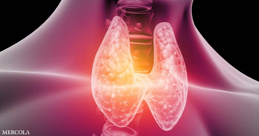 your-thyroid-is-the-regulator-of-your-entire
existence