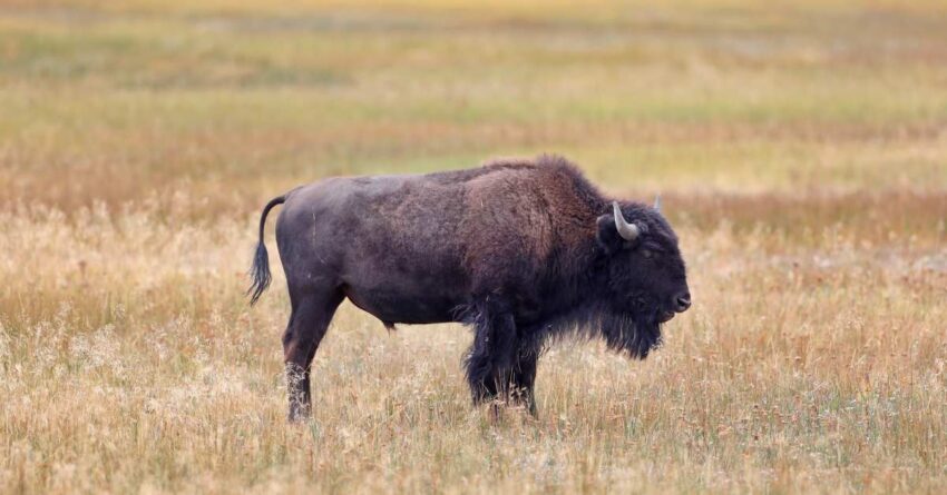 drunk-yellowstone-tourist-attacked-after-roaring-at
bison