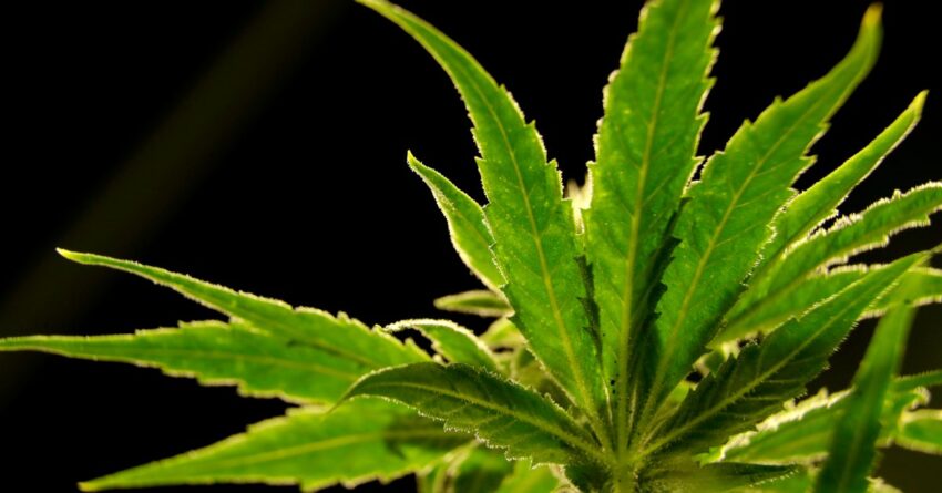 us.-drug-control-agency-moves-to-reclassify-marijuana-in-a
historic-shift