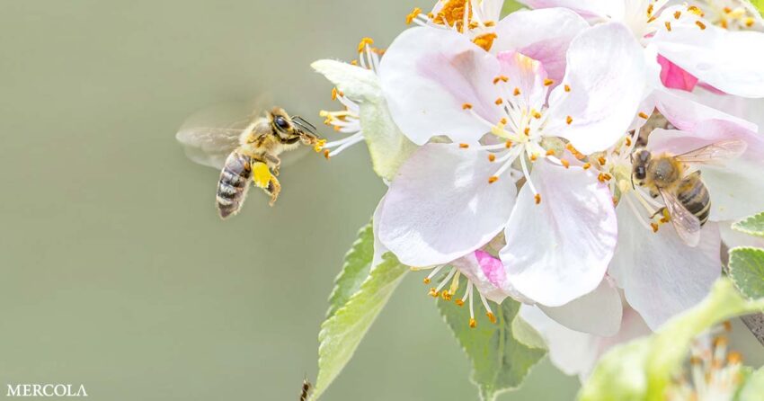 how-one-woman’s-mission-to-‘rewild’-urban-spaces-is-saving
native-bees