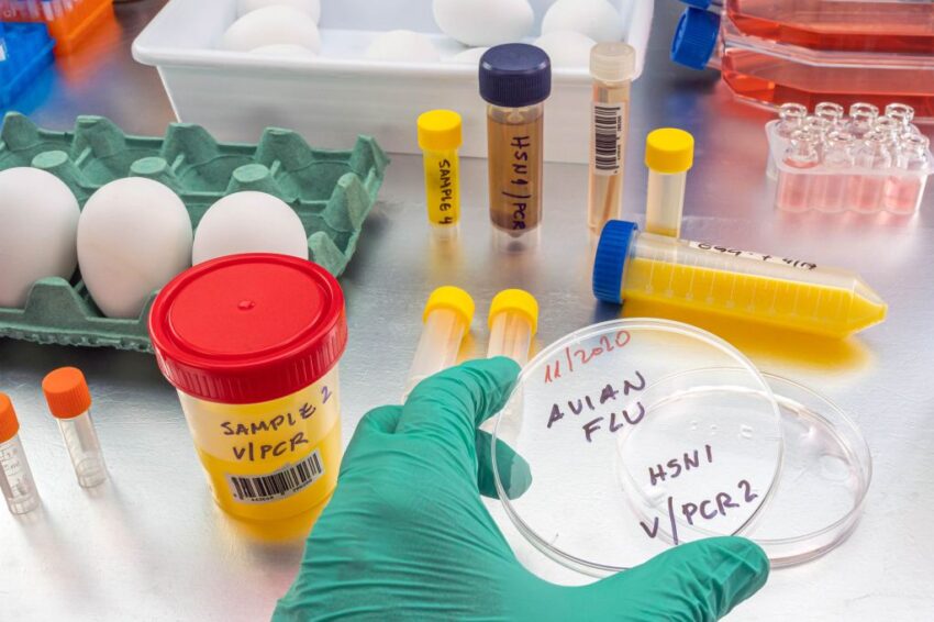 bird-flu-is-bad-for-poultry-and-dairy-cows.-it’s-not-a-dire
threat-for-most-of-us-—-yet.