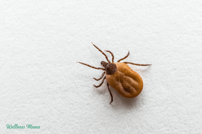how-to-prevent-tick-bites-(+-what-to-do-if-you-are
bit)
