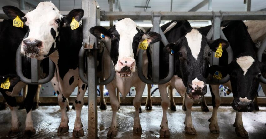 scientists-are-testing-mrna-bird-flu-vaccines