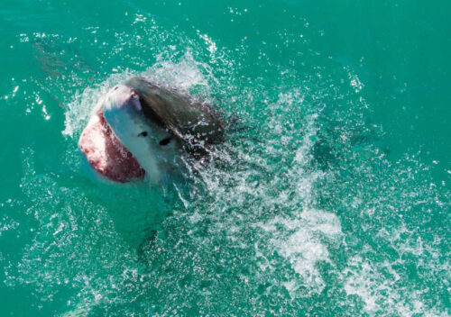 tourist-dies-after-losing-leg-in-rare,-brutal-shark
attack